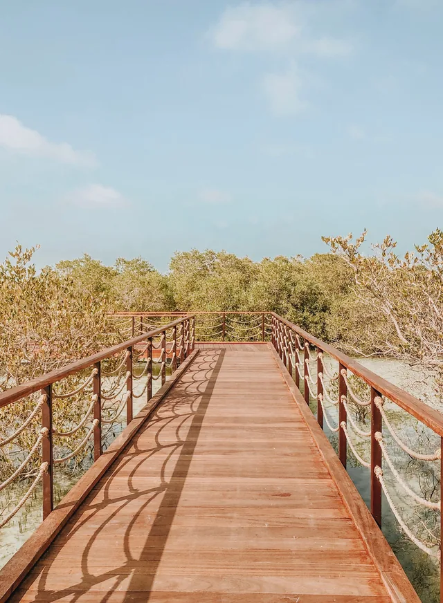 Wooden boardwalk among mangroves in Abu Dhabi